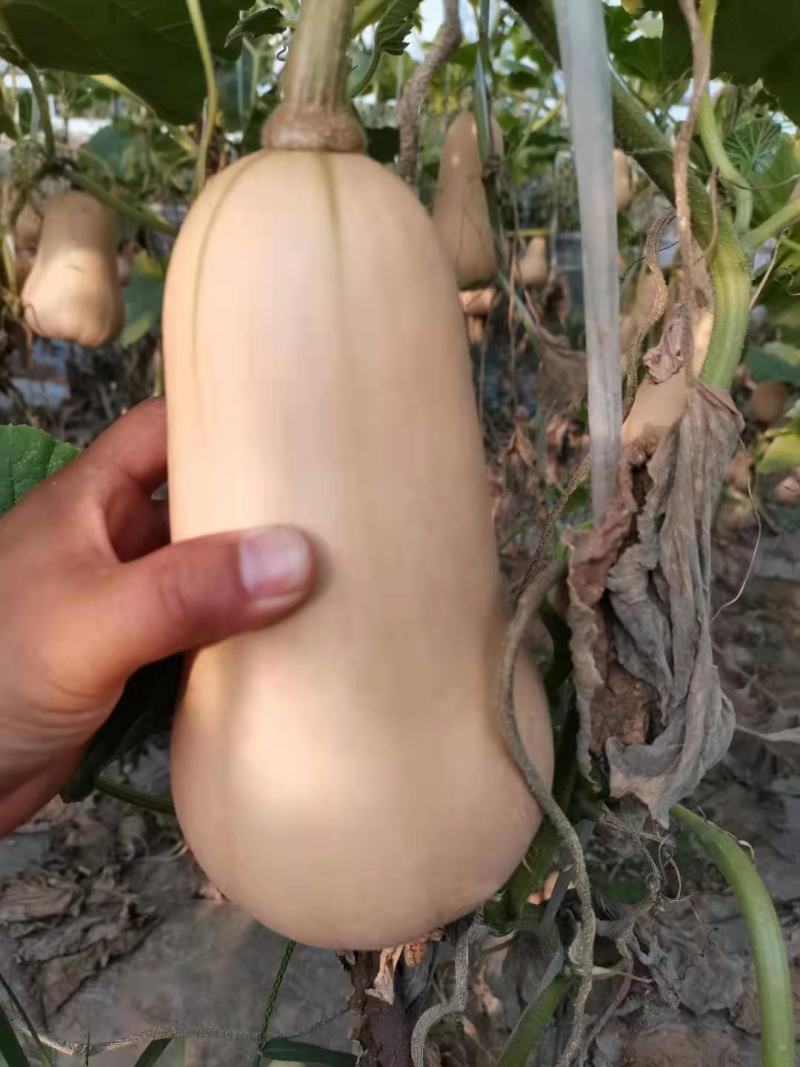 奶油南瓜，大棚刁蔓，大棚地趴，个头匀称。