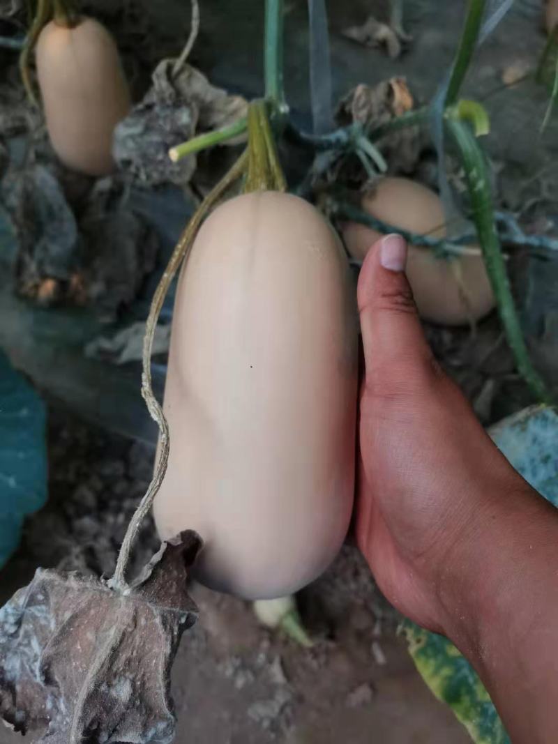 奶油南瓜，大棚刁蔓，大棚地趴，个头匀称。