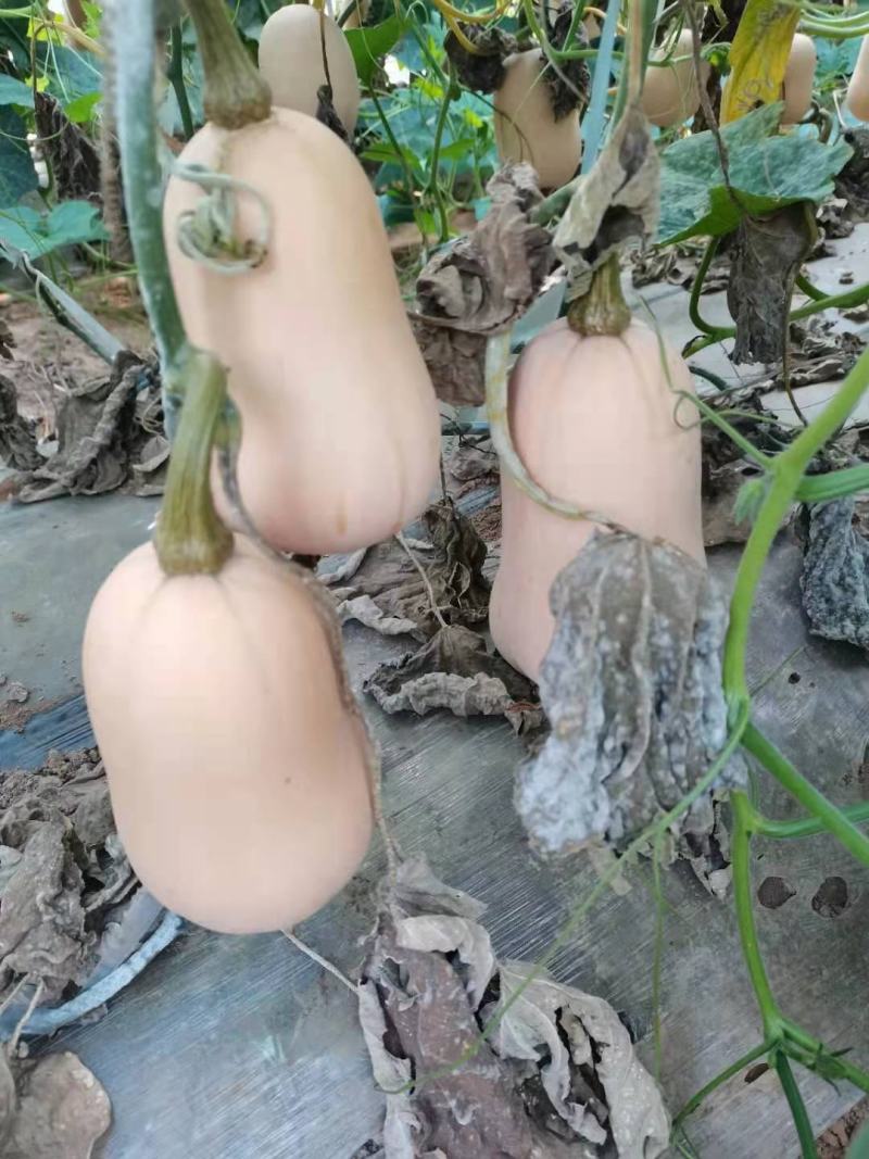 奶油南瓜，大棚刁蔓，大棚地趴，个头匀称。