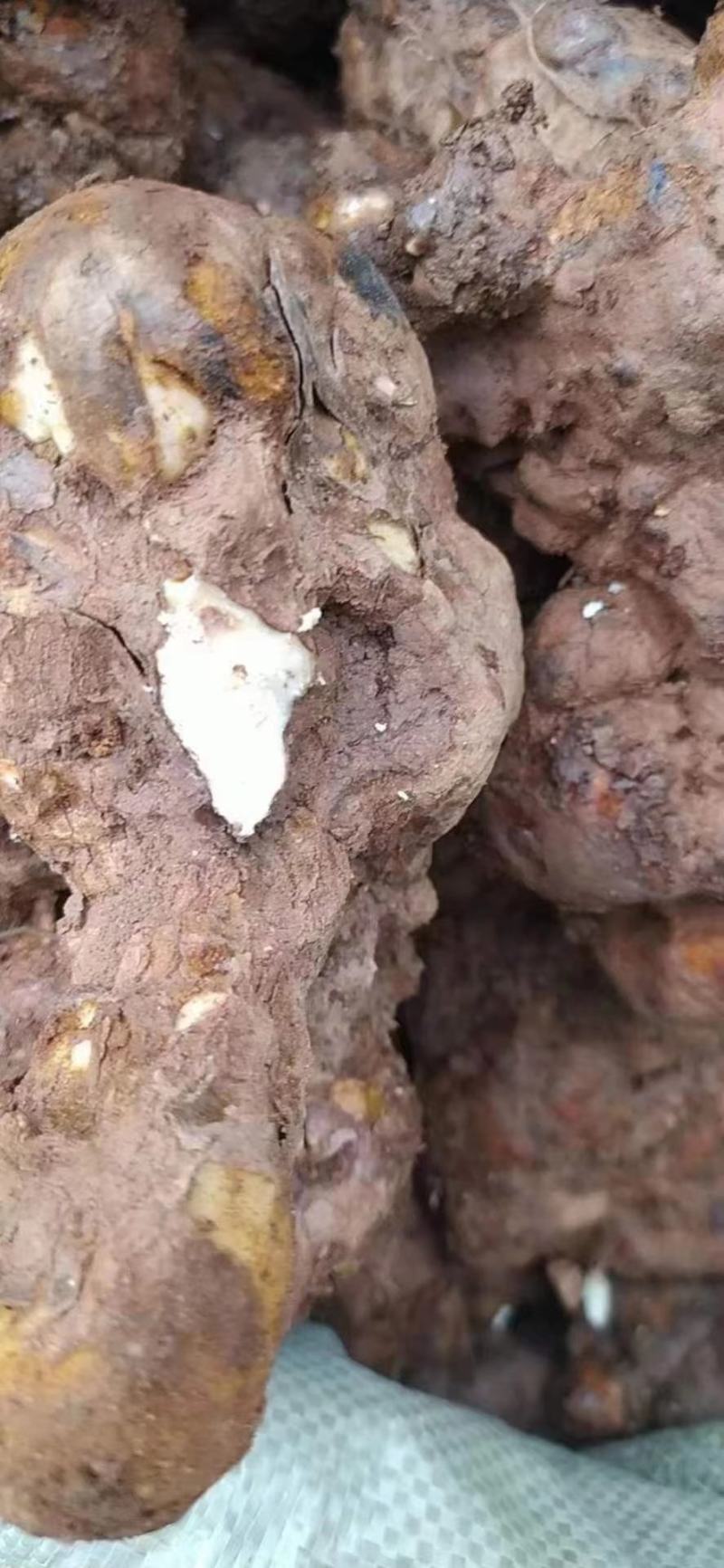 土茯苓，大量现货提供，白肉，红肉都有货
