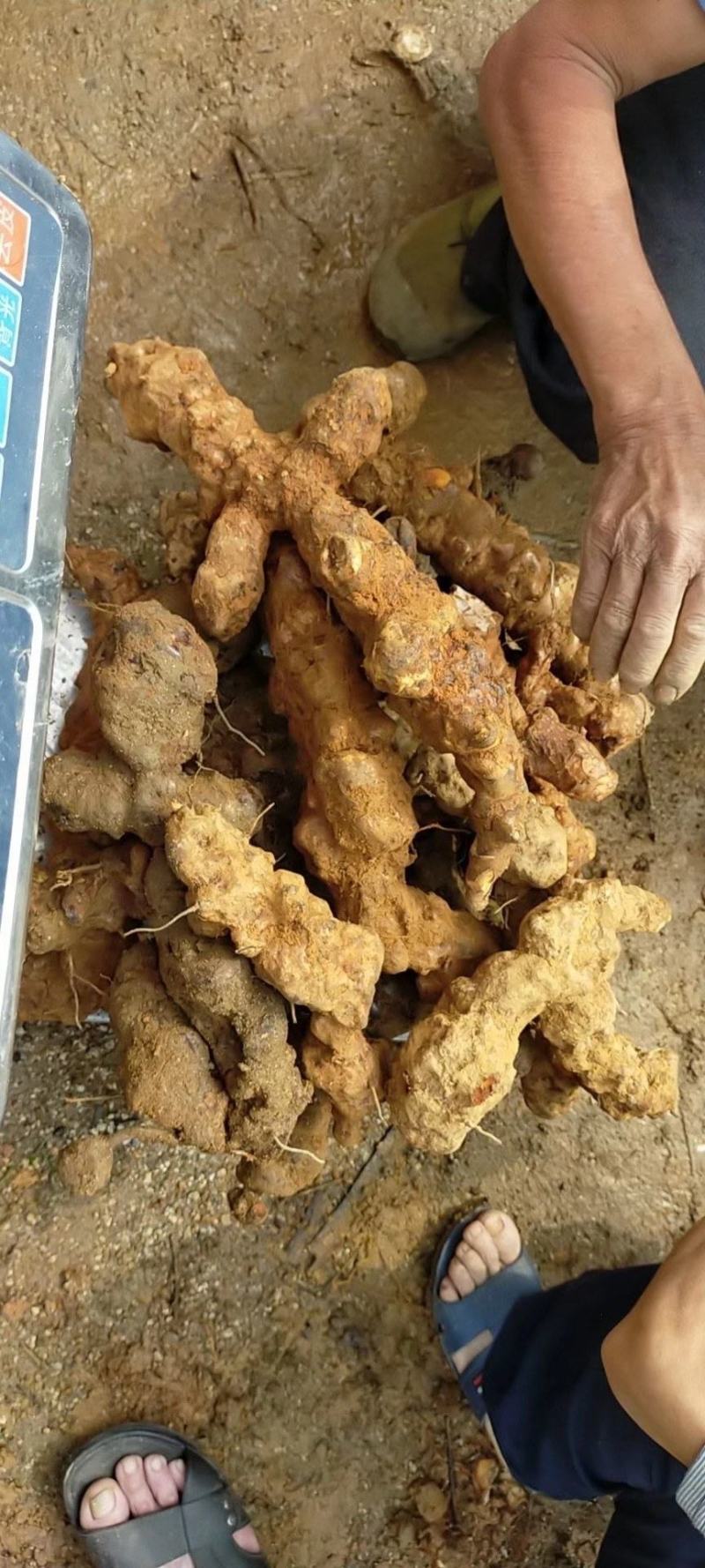 土茯苓，大量现货提供，白肉，红肉都有货