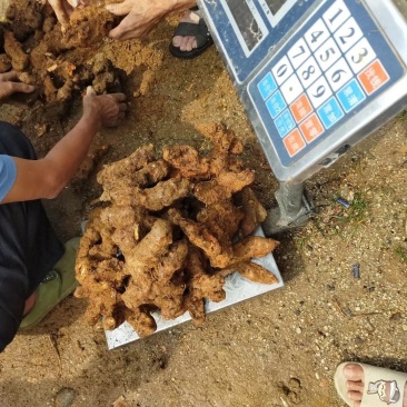 土茯苓，大量现货提供，白肉，红肉都有货