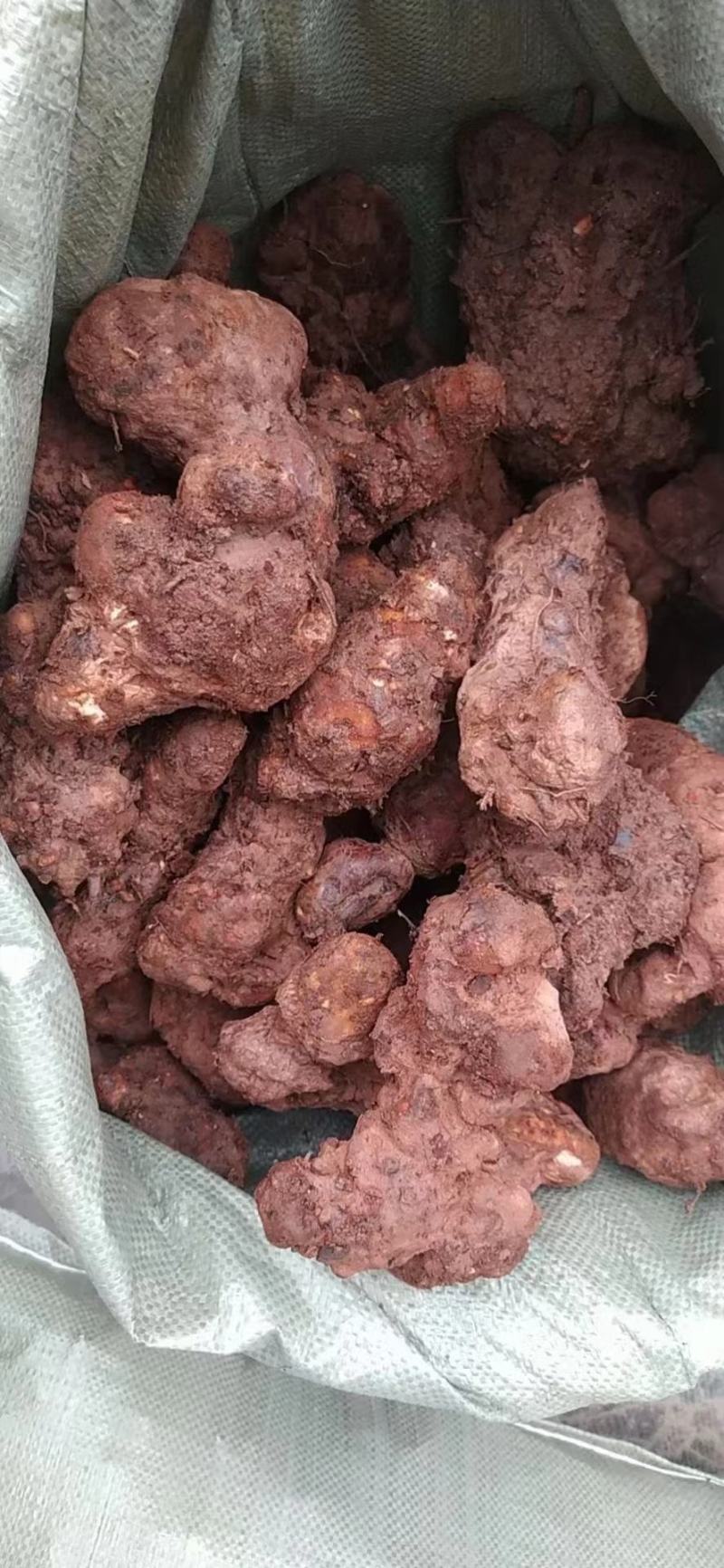 土茯苓，大量现货提供，白肉，红肉都有货