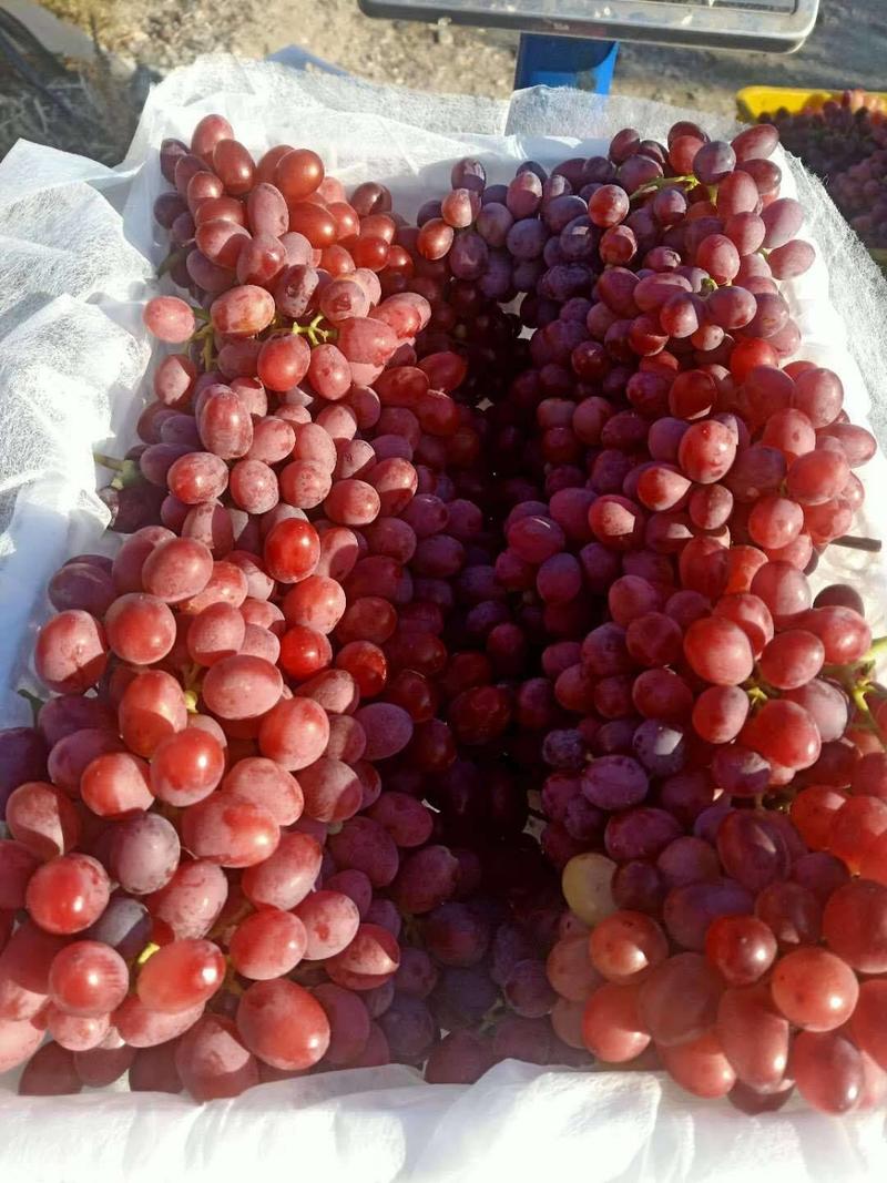 葡萄新疆葡萄货源充足量大更实惠欢迎全国客商咨询