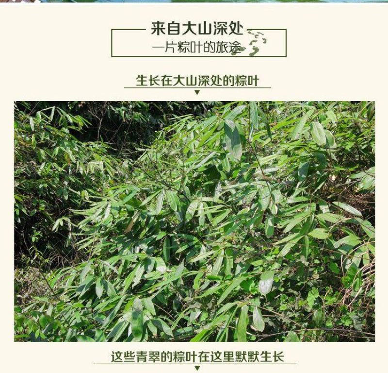【产地】粽叶新鲜干大号粽子叶粽粑叶竹叶包粽子叶子包邮