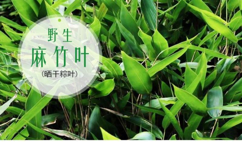【产地】粽叶新鲜干大号粽子叶粽粑叶竹叶包粽子叶子包邮