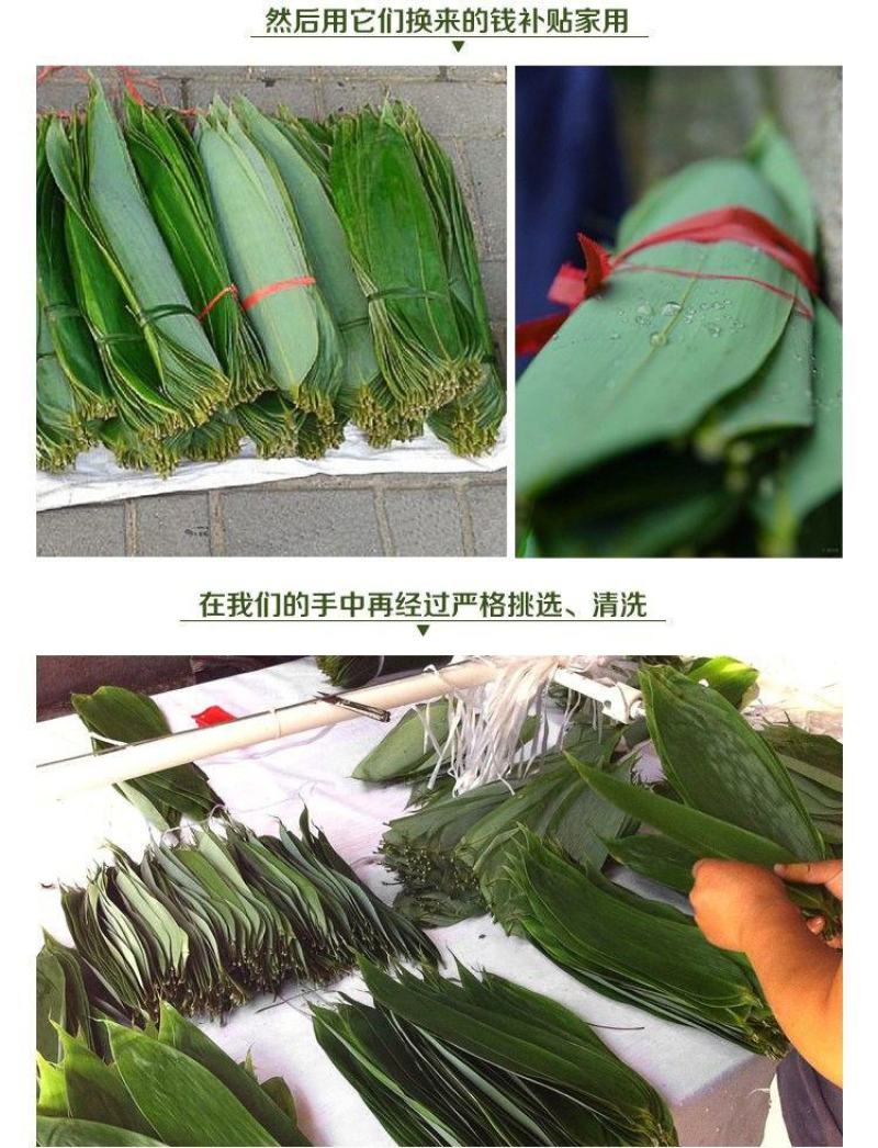 【产地】粽叶新鲜干大号粽子叶粽粑叶竹叶包粽子叶子包邮