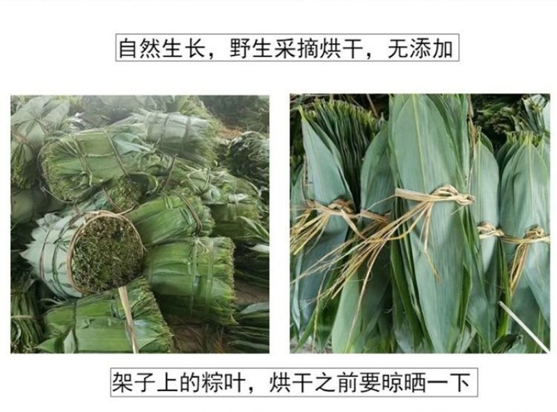 【产地】粽叶新鲜干大号粽子叶粽粑叶竹叶包粽子叶子包邮