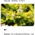 4年土黄蜂酒