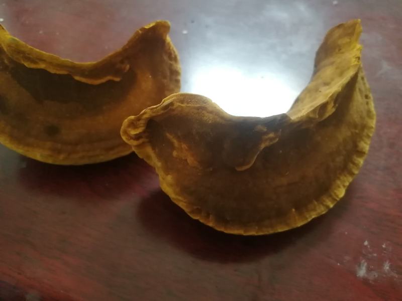 桑黄菌种菌包桑树桑黄，划扣即可出菇黄，食用菌菌种