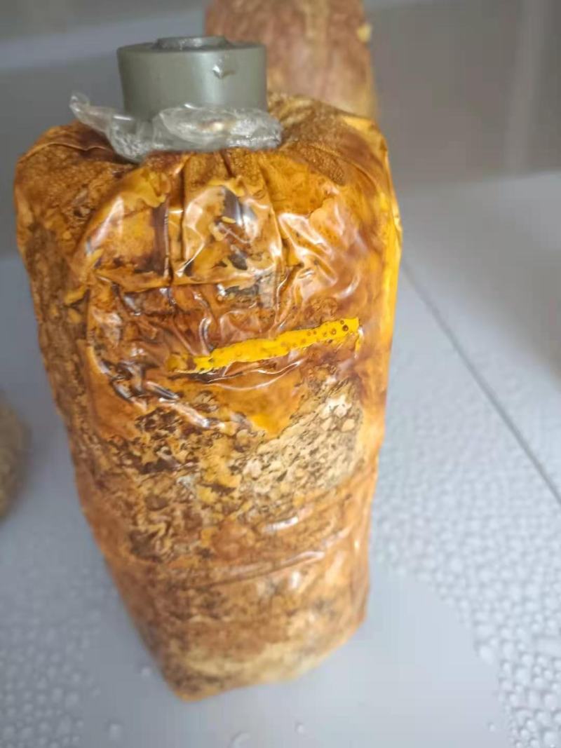 桑黄菌种菌包桑树桑黄，划扣即可出菇黄，食用菌菌种