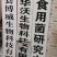 桑黄菌种菌包桑树桑黄，划扣即可出菇黄，食用菌菌种