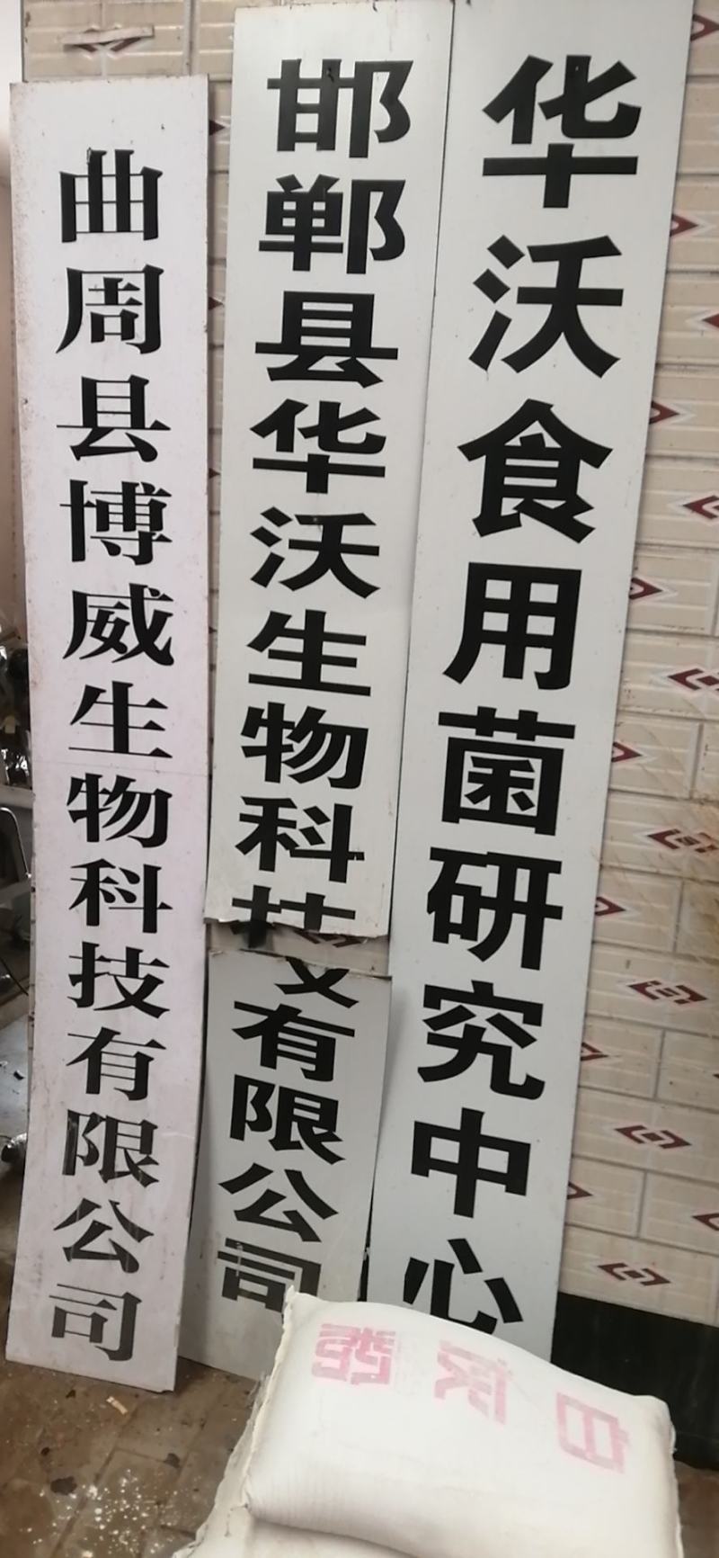 桑黄菌种菌包桑树桑黄，划扣即可出菇黄，食用菌菌种
