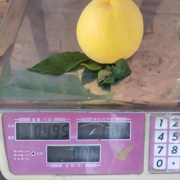 黄金蜜一号早熟黄桃