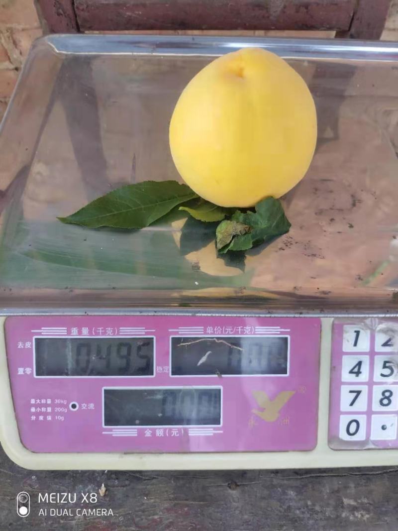 黄金蜜一号早熟黄桃