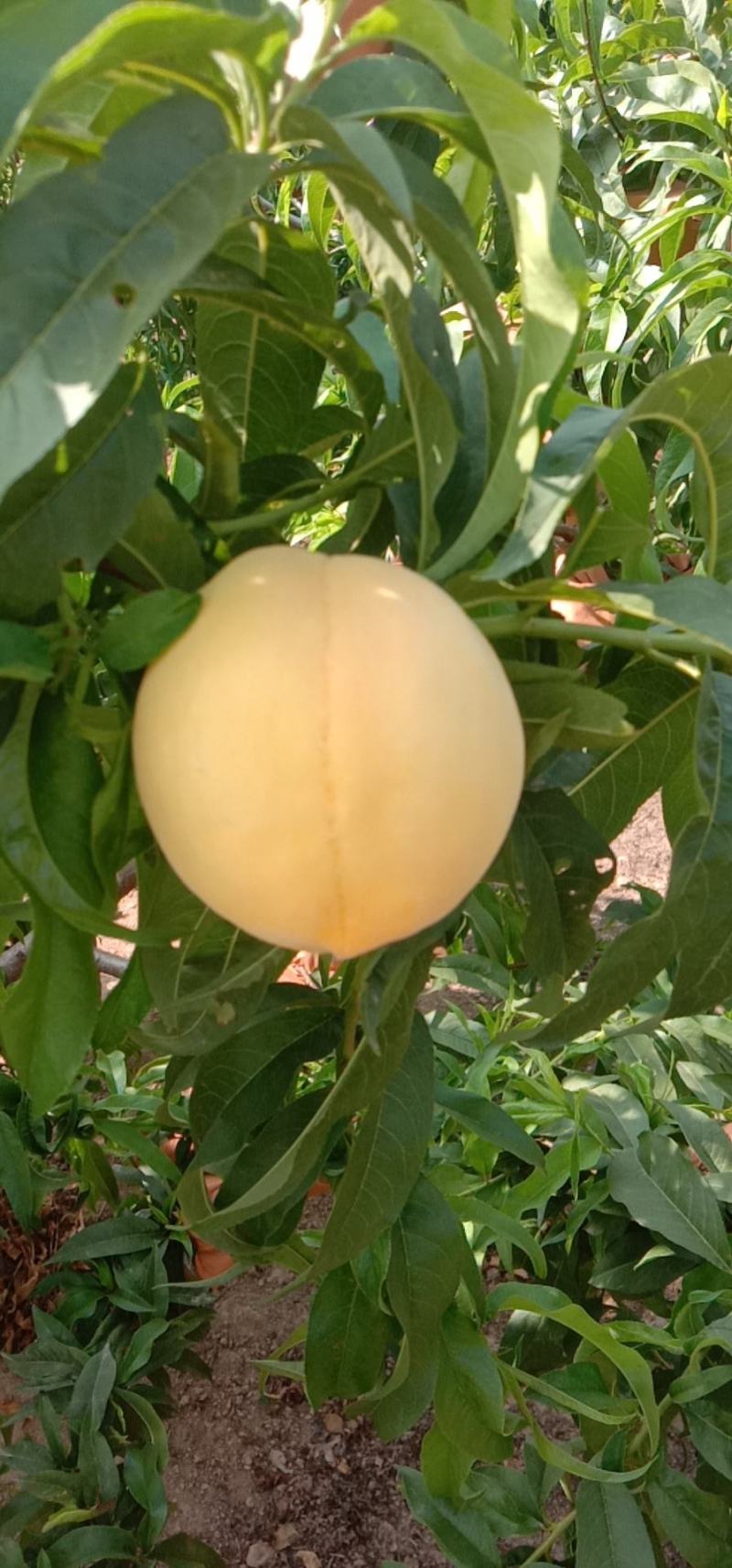 黄金蜜一号早熟黄桃