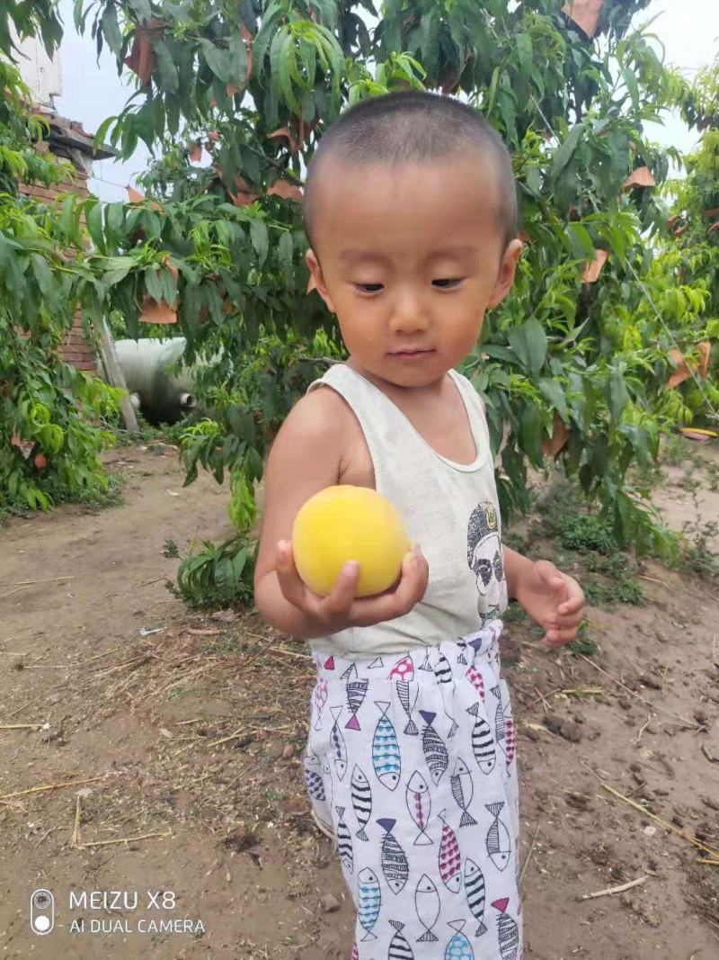 黄金蜜一号早熟黄桃