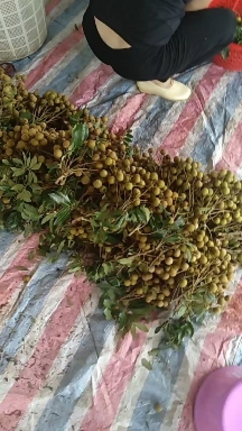 石硖龙眼已上市，产地直发，价格优惠，果园定货