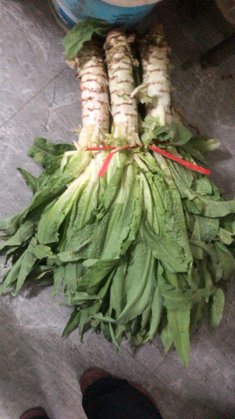 青叶莴笋，已经上市，一手货源，全国发货，需要滴滴我