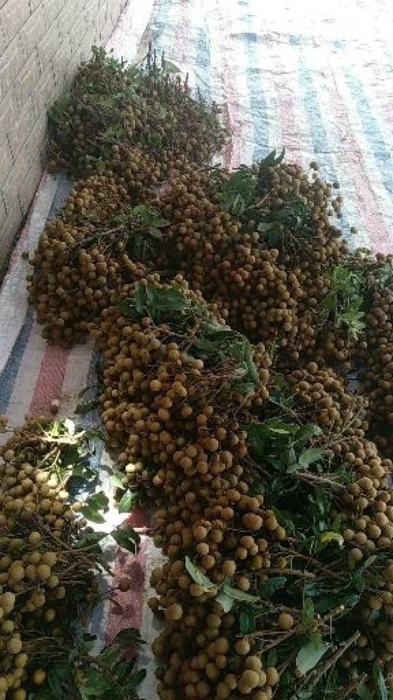 石硖龙眼，现已大量上市，价格优惠，果园订货，