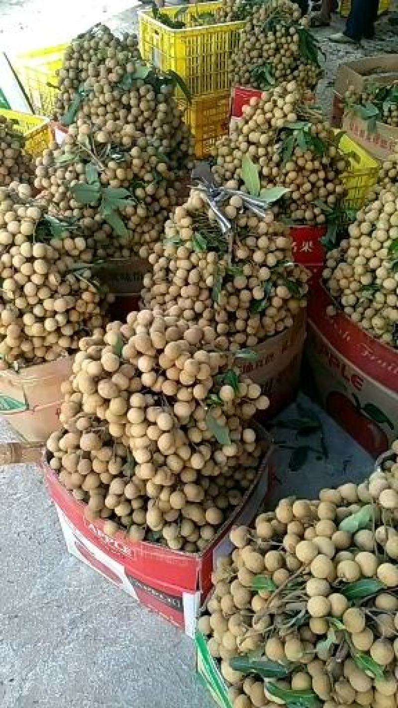 石硖龙眼，现已大量上市，价格优惠，果园订货，
