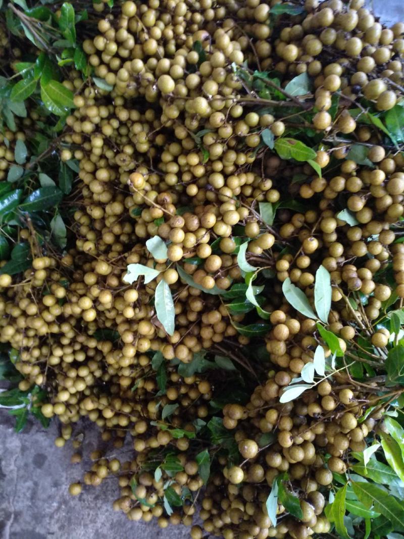 石硖龙眼，现已大量上市，价格优惠，果园订货，