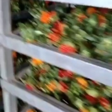 红花果