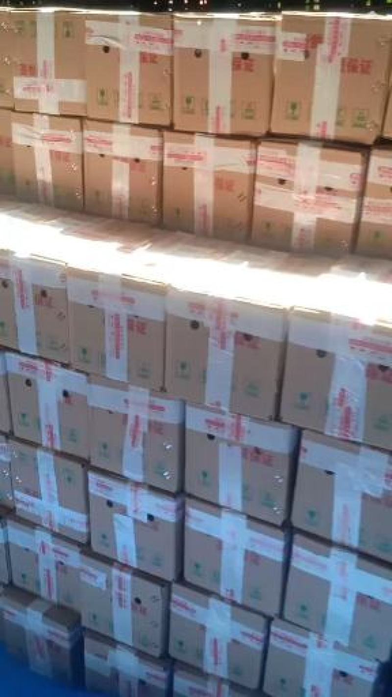 秋姬李子，秋姬李子，蜂糖李，产地直供一件代发电商供应链