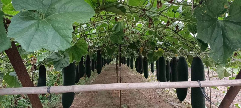 大青冬瓜大量上市了，货漂亮，欢迎各位商超前来考察