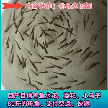 【强烈推荐】湖北青鱼苗、80斤母鱼种水花、夏花、乌子🐯