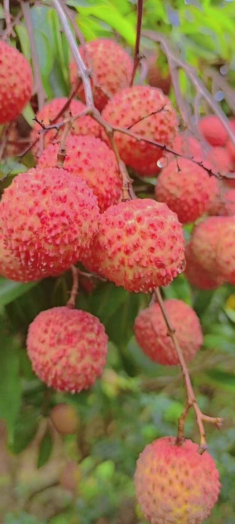桂味荔枝京东冷链原产地一手货源可一件代发