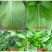 农用有机硅助剂渗透剂增效剂展着剂农药助剂杀虫剂杀菌剂助剂