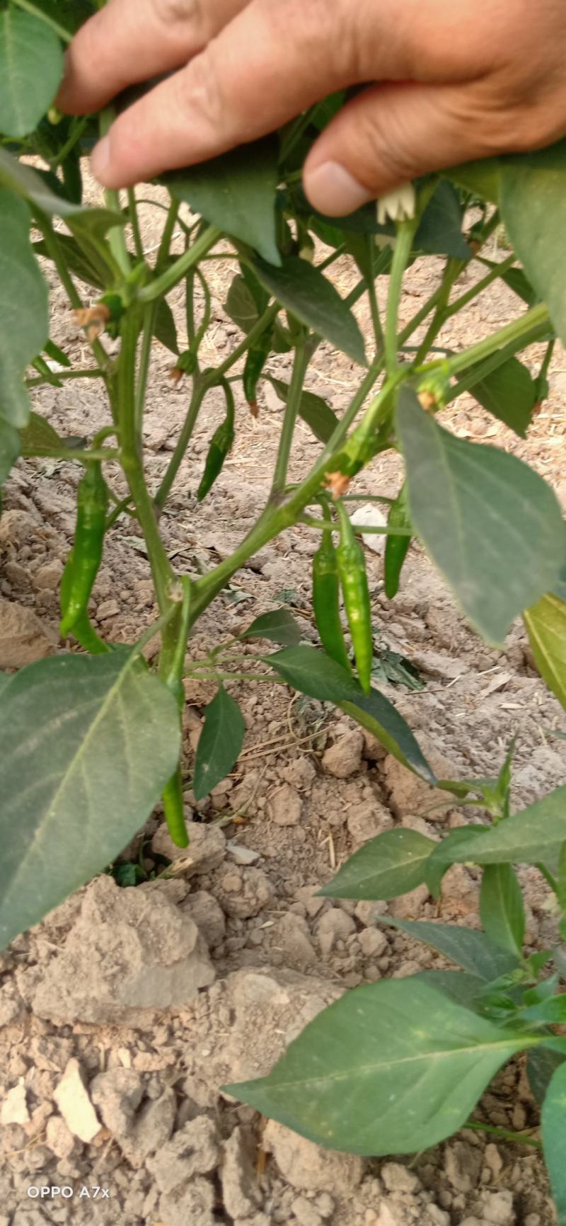 杭椒芜湖椒苏椒山东单县已上市