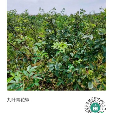 青花椒