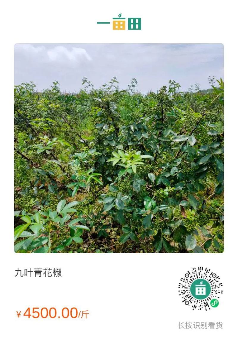 青花椒