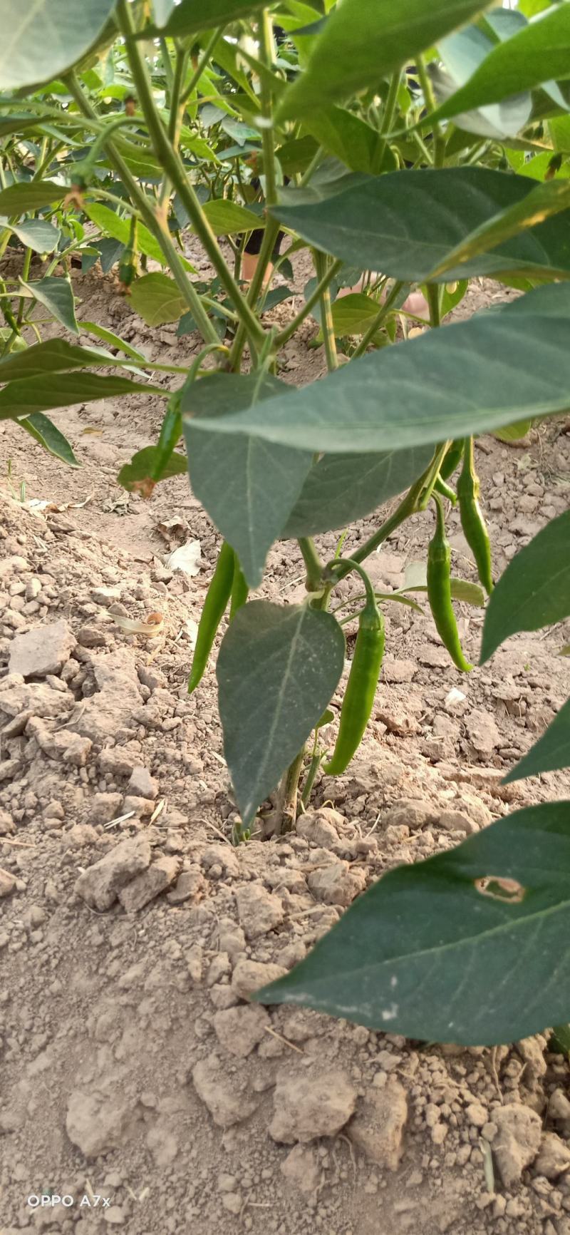 杭椒芜湖椒苏椒山东单县已上市