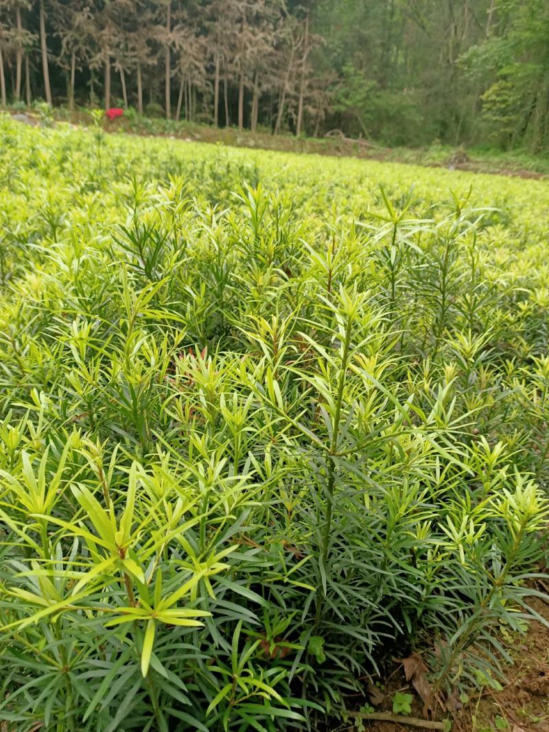 大量供应罗汉松罗汉松小苗一年长青包邮