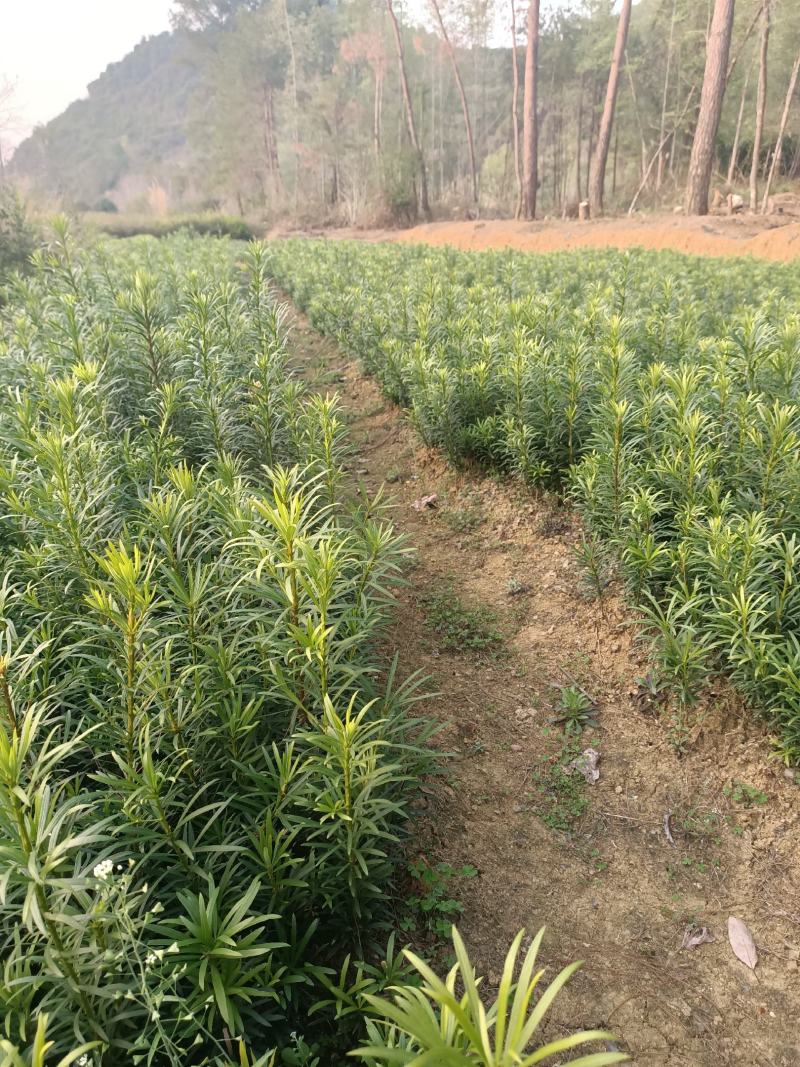 大量供应罗汉松罗汉松小苗一年长青包邮