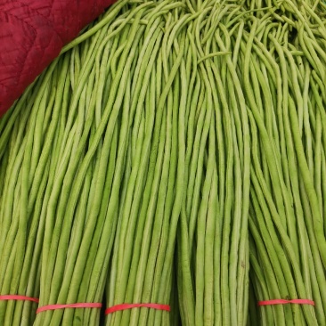 精品长豆角，可供应各大超市，走市场，电商货，各大加工厂货