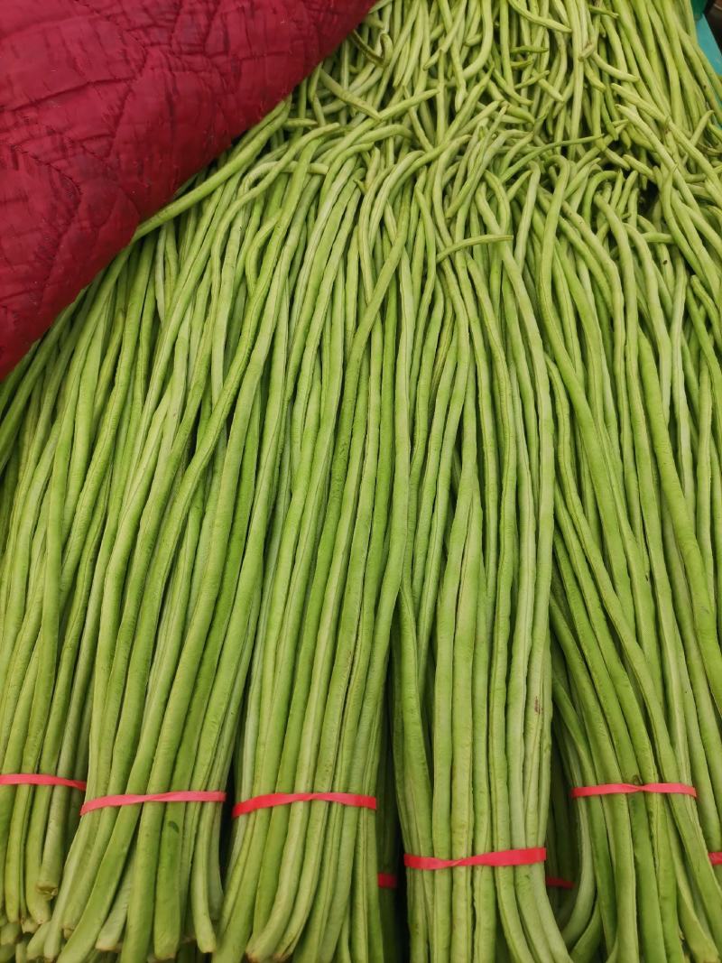 精品长豆角，可供应各大超市，走市场，电商货，各大加工厂货