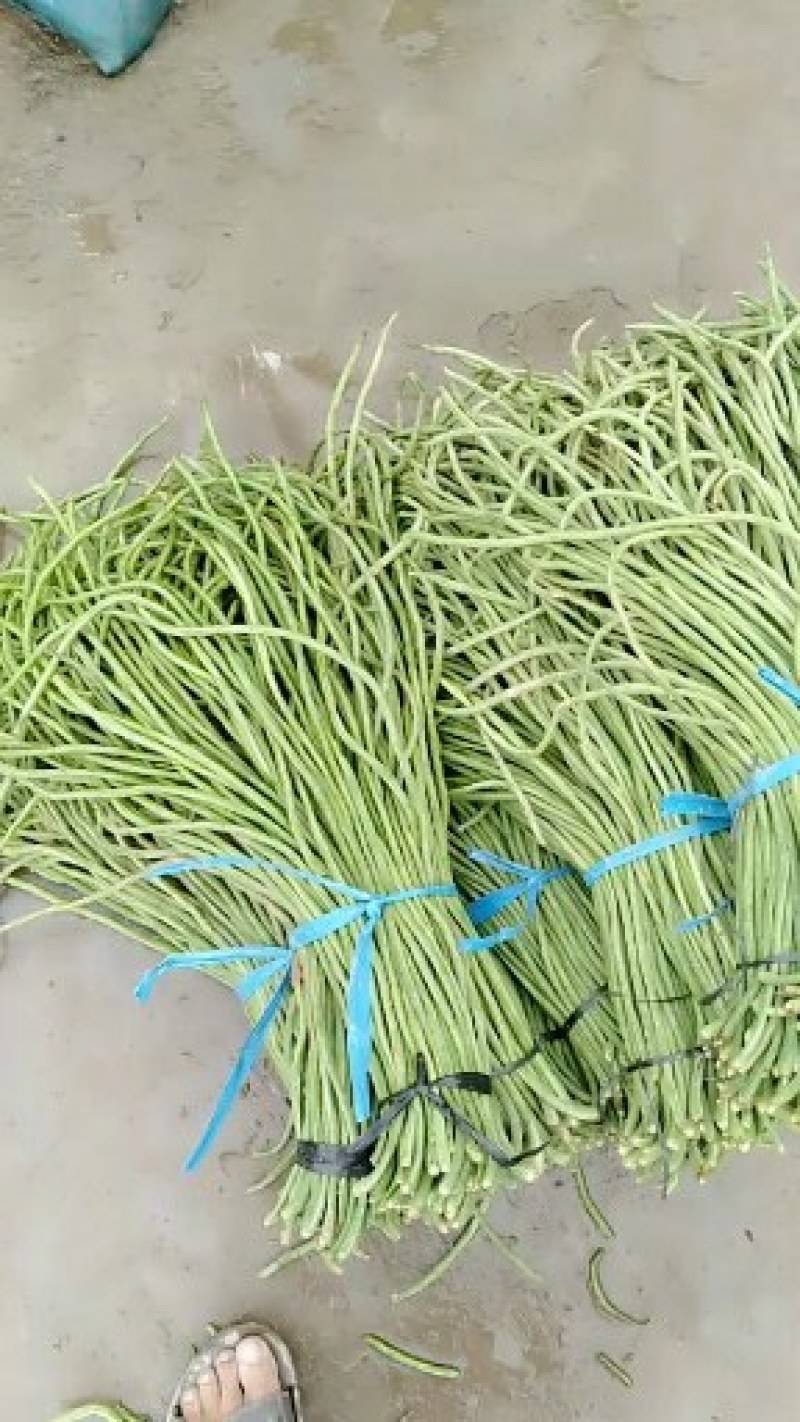 山东省菏泽长豆角产地一手货源对接全国批发☎️联系