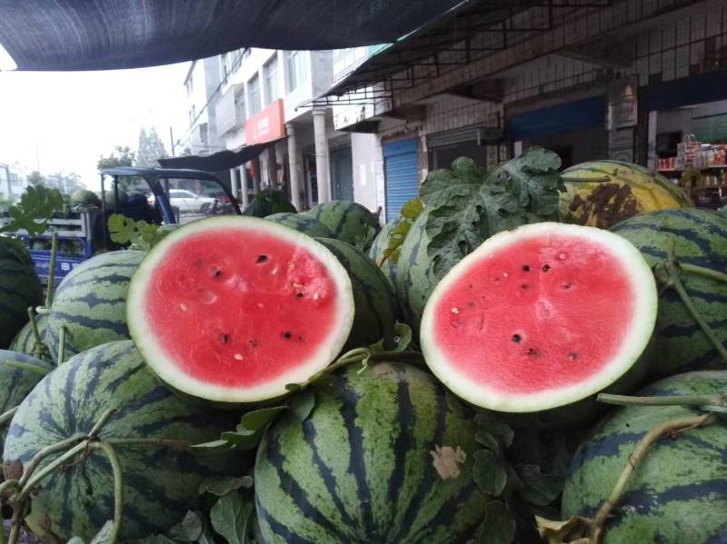 湖北西瓜襄阳市西瓜产地批发基地考察视频看