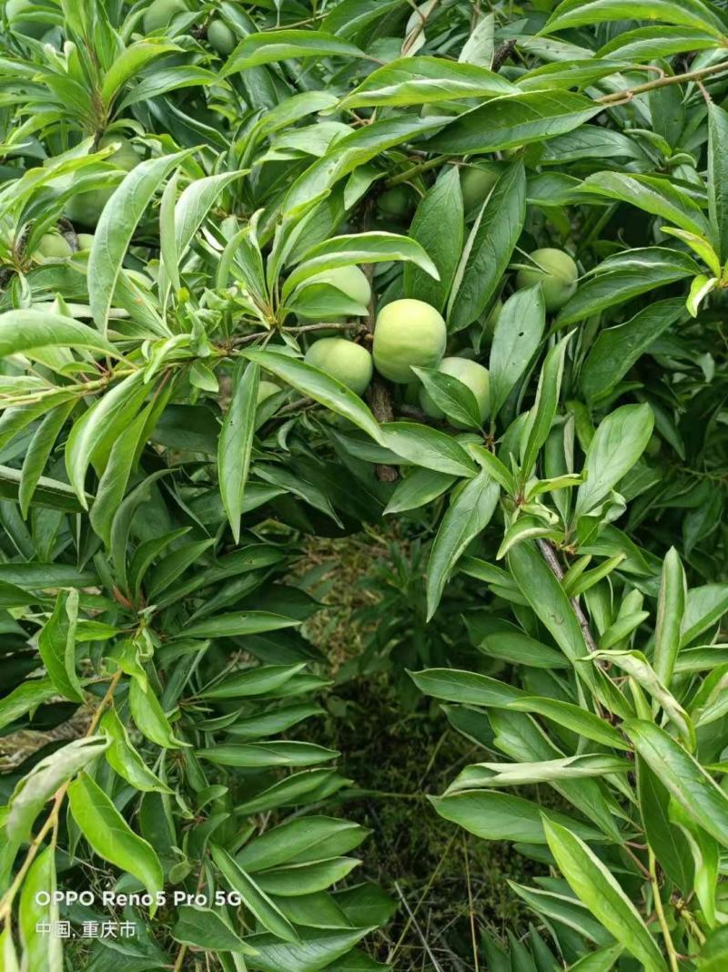 精品青脆李子，甜脆爽口，基地直发，量大从优