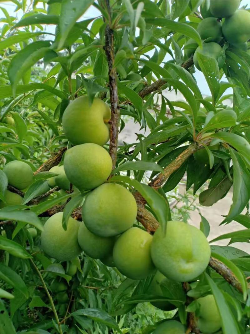 精品青脆李子，甜脆爽口，基地直发，量大从优