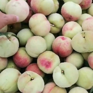 沙红桃