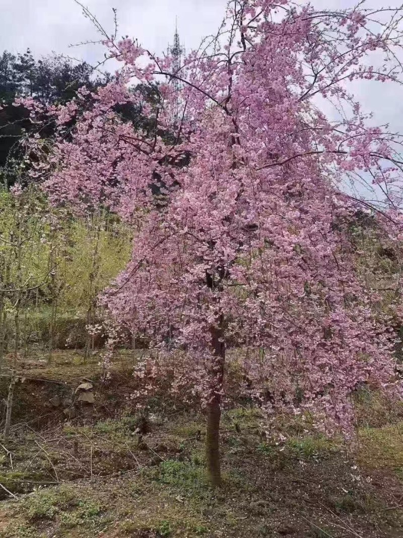 樱花日本晚樱早樱垂枝樱花台湾牡丹樱红粉佳人等小苗