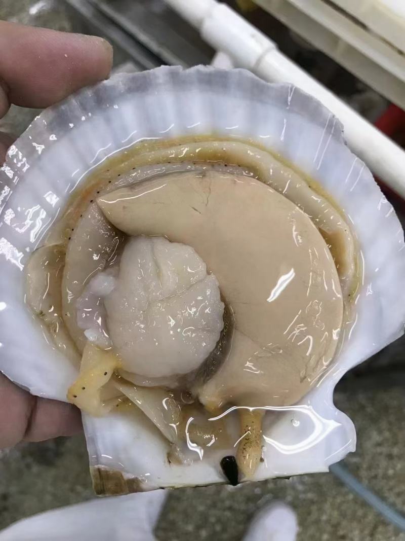 大连獐子岛原装扇贝工厂直发、支持开增值税专用发票，