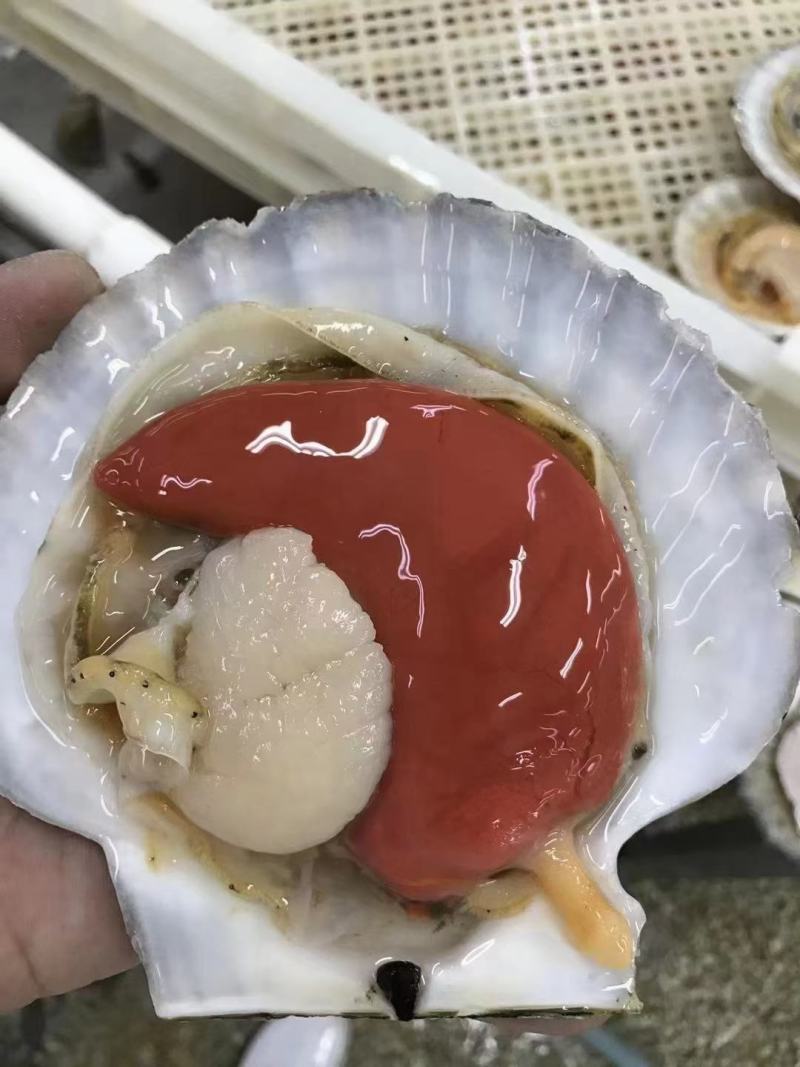 大连獐子岛原装扇贝工厂直发、支持开增值税专用发票，