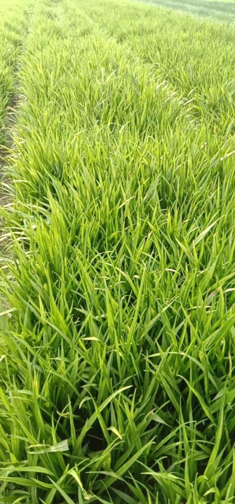 吉祥草基地直发地被苗