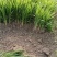 吉祥草基地直发地被苗